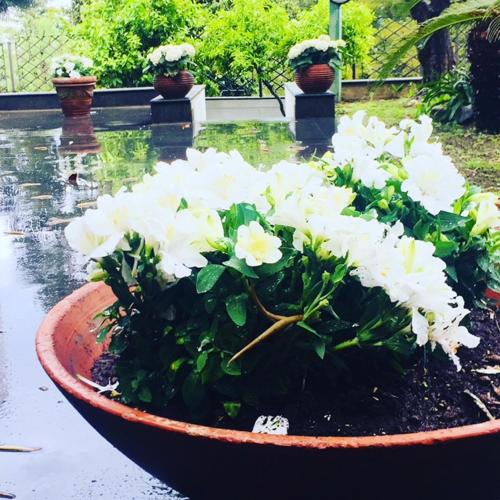 pool & garden Di Massa photo