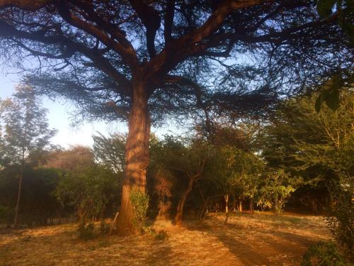 Amboseli Eco Camp