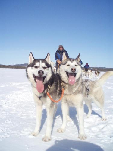Kakslauttanen Arctic Resort - Igloos and Chalets - image 13