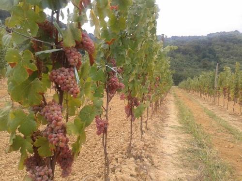 AGRITURISMO Casa Riz - image 6