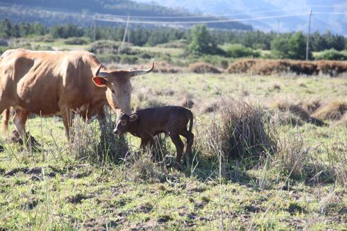 The Farmstead The Farmstead
