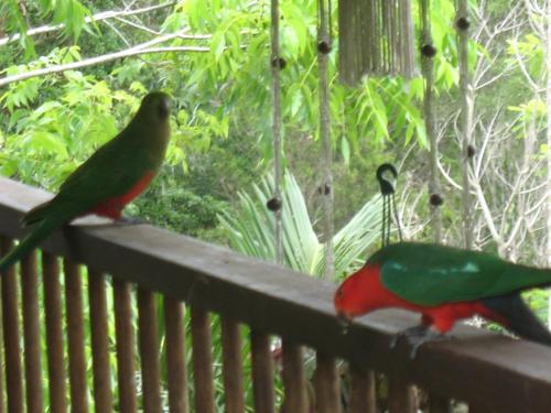 Noosa Hinterland Spectacular Boutique Guesthouse