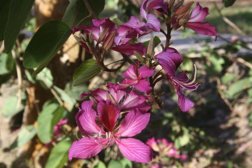 Noosa Hinterland Spectacular Boutique Guesthouse