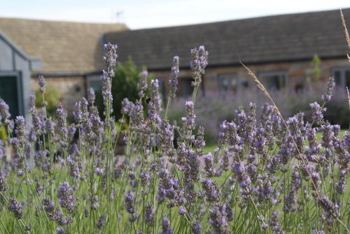 Harrogate Barns