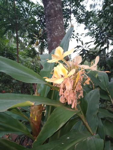 Damsen Homestay Ella - image 3