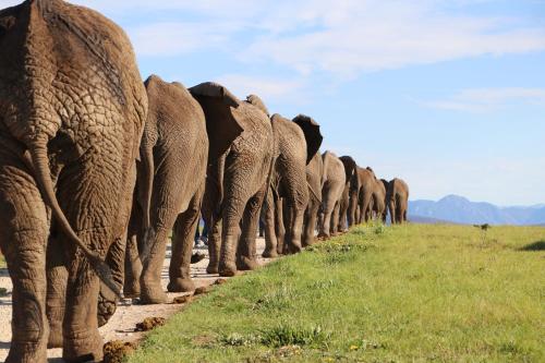 Knysna Elephant Park Lodge Plettenberg Bay