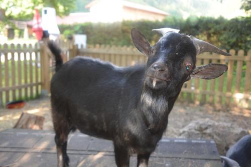 Ferienhof Kasparbauer - image 10