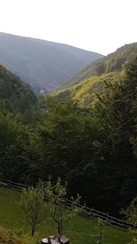 Pensiunea Valea Tonii - image 8
