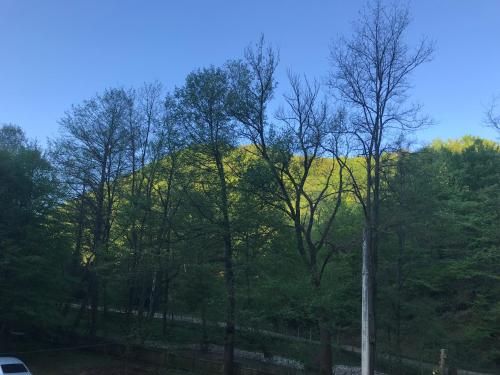 Pensiunea Valea Tonii - image 14