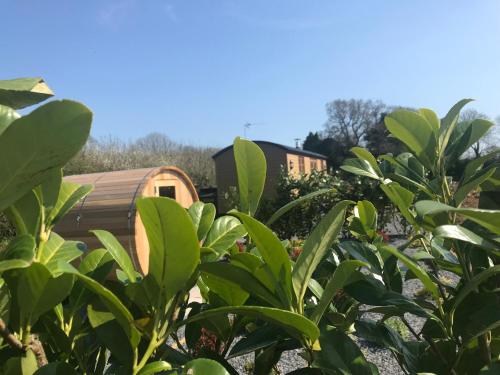 Dreamhuts Retreat- Shepherds Rest, Hornhill, Devon