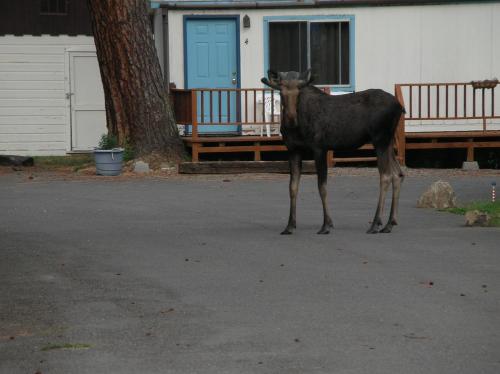 Little River Motel Saint Regis - image 3