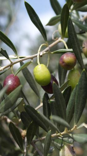  pansion Galija in Jelsa