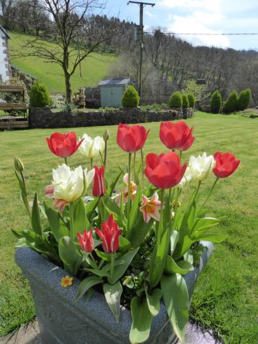 Neuadd Wen Guest House