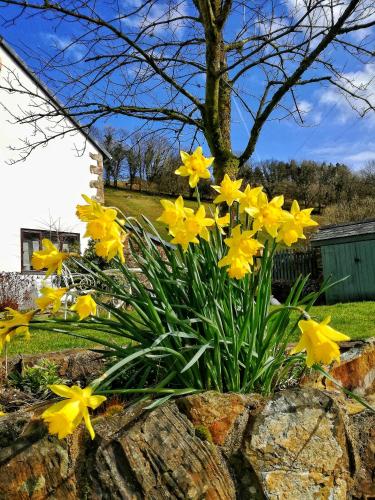 Neuadd Wen Guest House