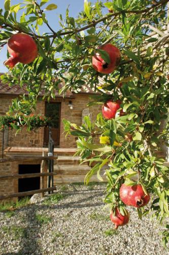 Agriturismo Le Calle - image 9