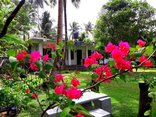 Coconut Grove - Midigama Coconut Grove - Midigama