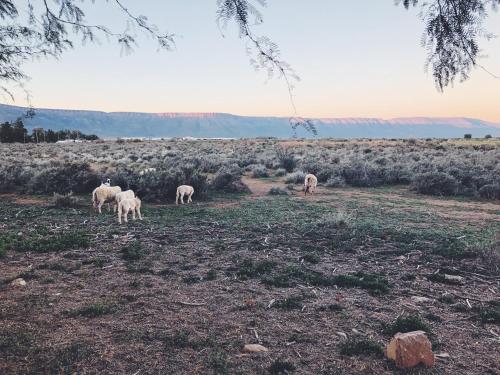 Die Lemoenhuis Die Lemoenhuis