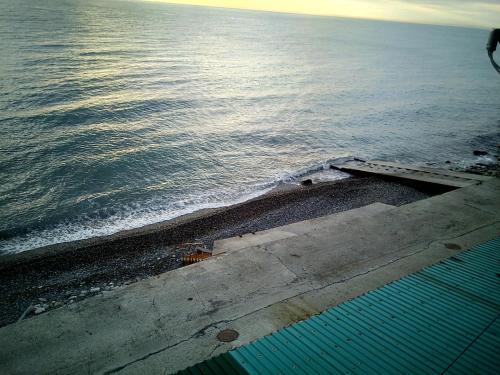 Delphin - image 7