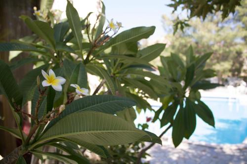 Esperides Hotel - image 6