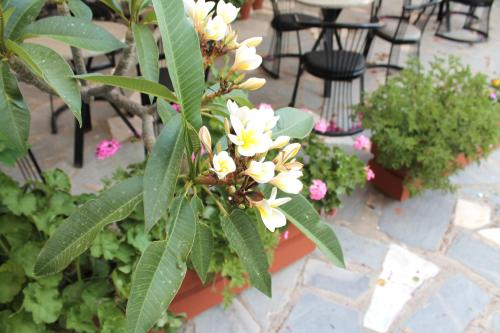 Esperides Hotel - image 10