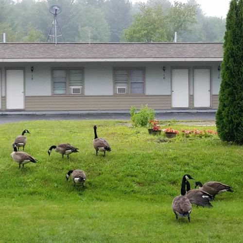 The becket Motel - Accommodation - Becket Center