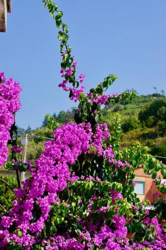 Appartamento LE CONCHIGLIE Monterosso al mare