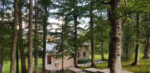 Green Forest, Žabljak (fotografie 2)