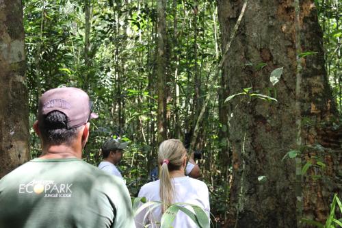 Amazon Ecopark Jungle Lodge