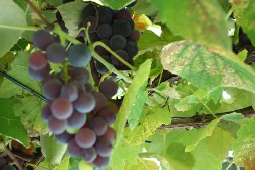 Das Weinberghaus in Ratsch an der Weinstraße, Österreich