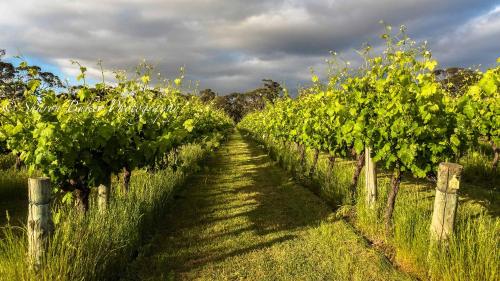 Shadow Creek McLaren Vale