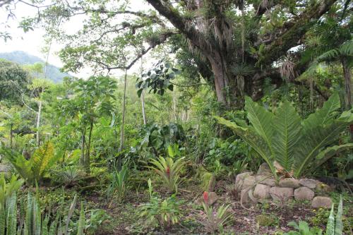 157586916 Talamanca Nature Reserve