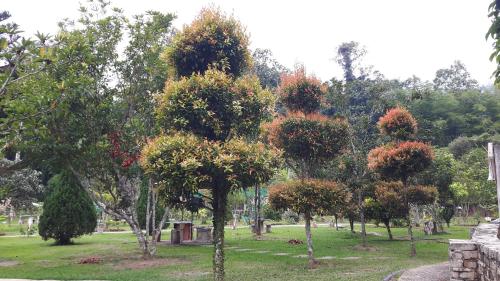 

小山丘兔子乐园