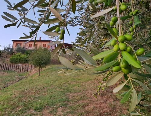 B&B I Coppi - image 5
