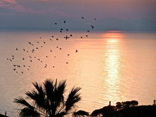 Villa Dracoena, Nice (photo 8)