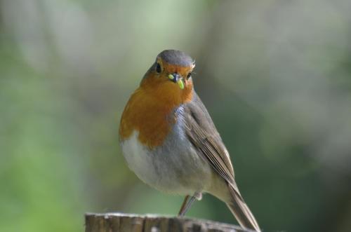 Usategieta - image 13