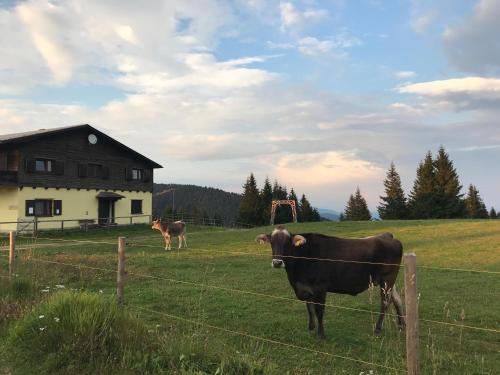 Stubalm Appartements in Salla