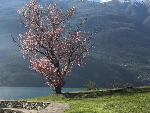 Riflessi di Lago