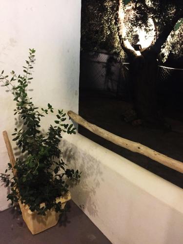  Homy in Skyros