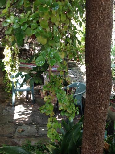 Garden, Ex Hacienda Hostal in Guanajuato