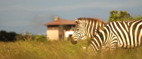 Ol Pejeta Holiday Villas