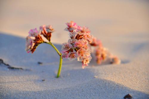 Rooisee, Yzerfontein (foto 7)