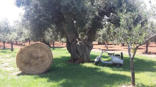 Masseria San Martino - image 8