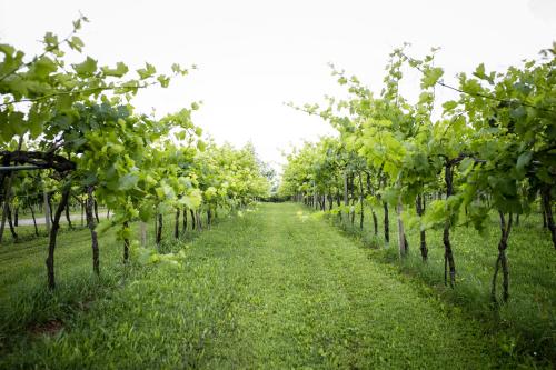 Best Zola Predosa Hotels Free Cancellation  2021 Price Lists