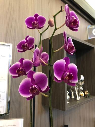 ホテル ブレンタ ミラノ