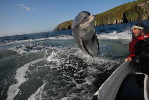 Dingle Bay Hotel - image 10