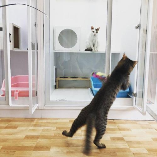 Meo-Woo Cat Travel b&b