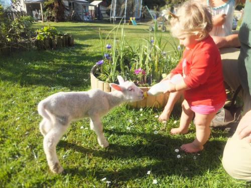 Little Paradise & Petting Farm - Accommodation - Greymouth