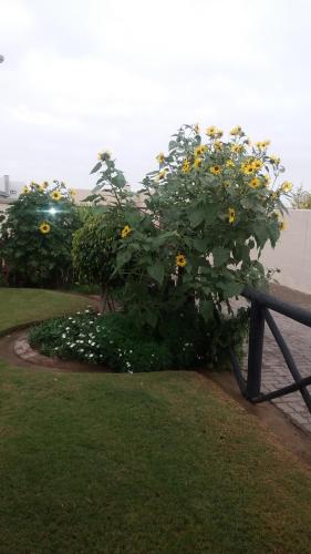 Jardim, Sunflower Self-Catering in Walvis Bay