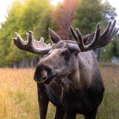 Moose Garden - Orrviken