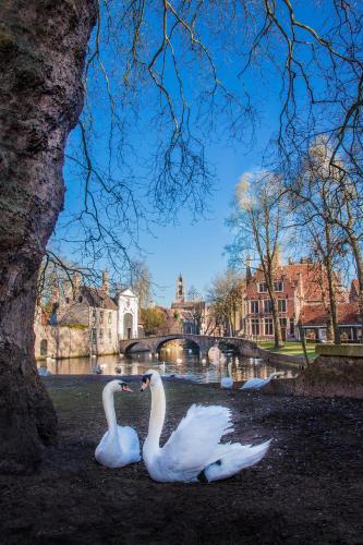 Radisson Blu Hotel Bruges - image 8